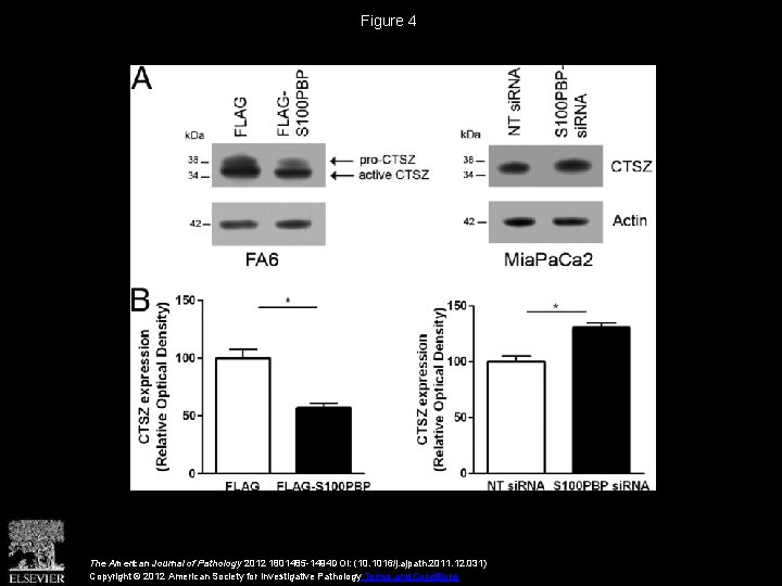 Figure 4 The American Journal of Pathology 2012 1801485 -1494 DOI: (10. 1016/j. ajpath.