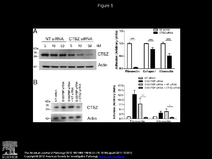 Figure 5 The American Journal of Pathology 2012 1801485 -1494 DOI: (10. 1016/j. ajpath.