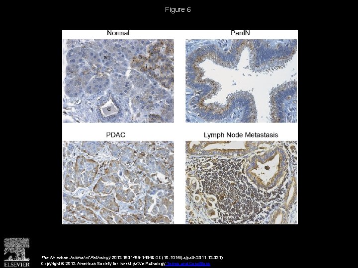 Figure 6 The American Journal of Pathology 2012 1801485 -1494 DOI: (10. 1016/j. ajpath.