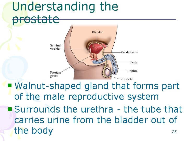 Understanding the prostate Walnut-shaped gland that forms part of the male reproductive system n