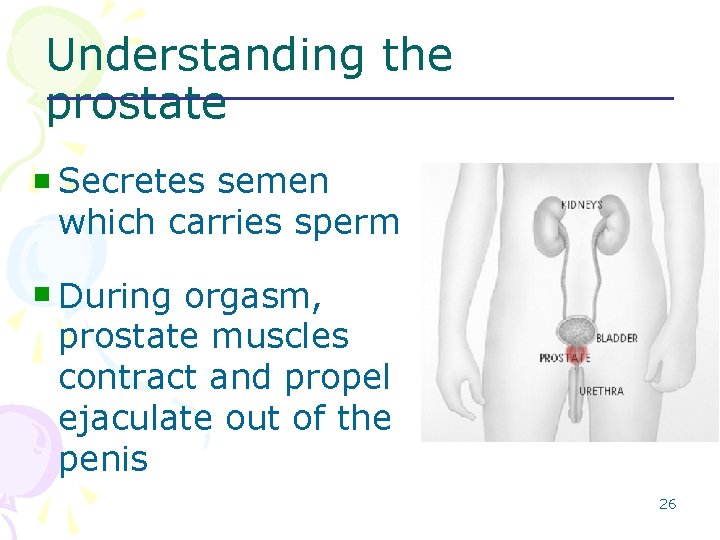 Understanding the prostate n Secretes semen which carries sperm n During orgasm, prostate muscles