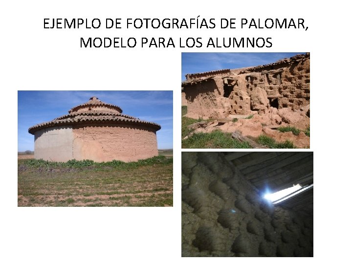 EJEMPLO DE FOTOGRAFÍAS DE PALOMAR, MODELO PARA LOS ALUMNOS 