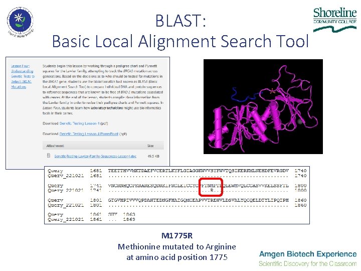 BLAST: Basic Local Alignment Search Tool M 1775 R Methionine mutated to Arginine at