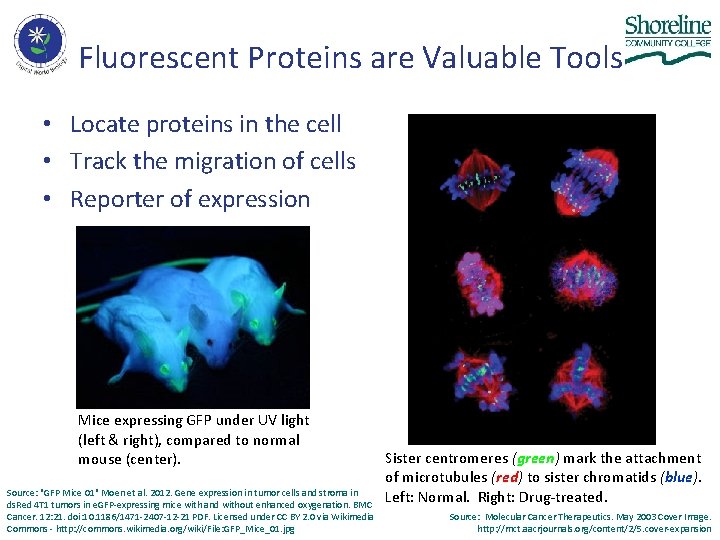 Fluorescent Proteins are Valuable Tools • Locate proteins in the cell • Track the Fluorescent Proteins are Valuable Tools • Locate proteins in the cell • Track the