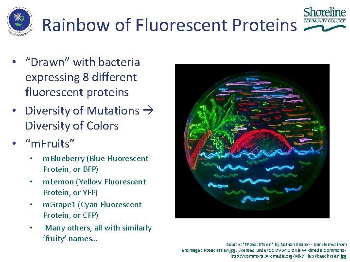 Rainbow of Fluorescent Proteins • “Drawn” with bacteria expressing 8 different fluorescent proteins •