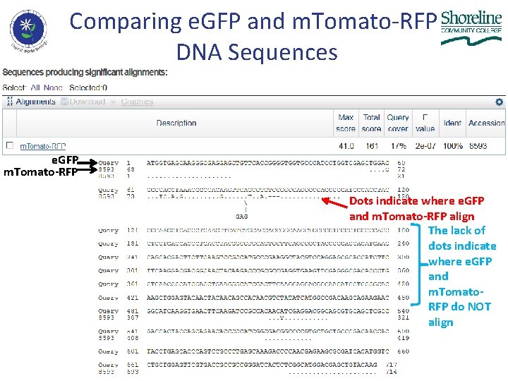 Comparing e. GFP and m. Tomato-RFP DNA Sequences e. GFP m. Tomato-RFP Dots indicate
