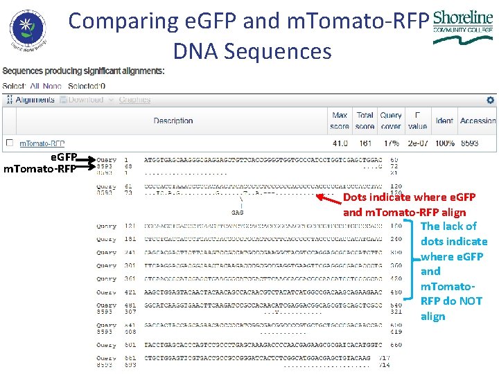 Comparing e. GFP and m. Tomato-RFP DNA Sequences e. GFP m. Tomato-RFP Dots indicate Comparing e. GFP and m. Tomato-RFP DNA Sequences e. GFP m. Tomato-RFP Dots indicate