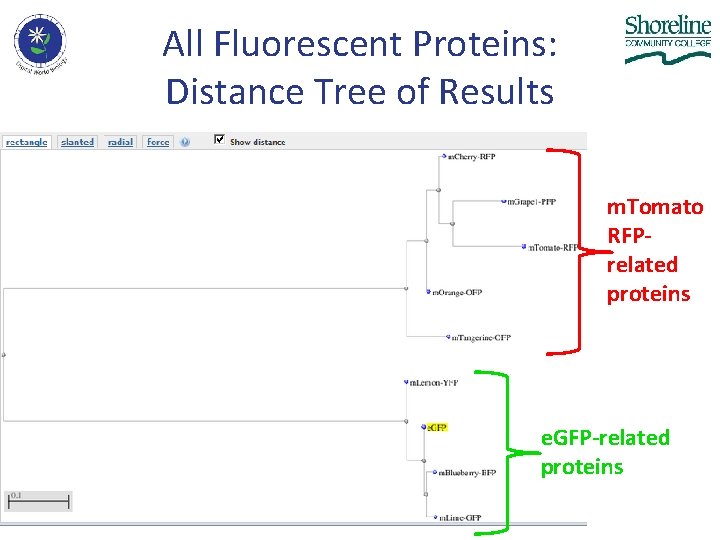 All Fluorescent Proteins: Distance Tree of Results m. Tomato RFPrelated proteins e. GFP-related proteins