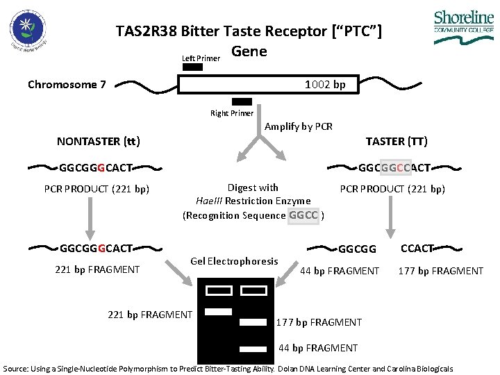 TAS 2 R 38 Bitter Taste Receptor [“PTC”] Gene Left Primer Chromosome 7 1002