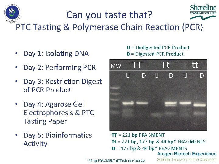 Can you taste that? PTC Tasting & Polymerase Chain Reaction (PCR) U = Undigested