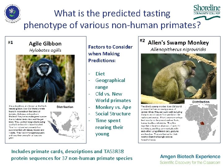 What is the predicted tasting phenotype of various non-human primates? Factors to Consider when