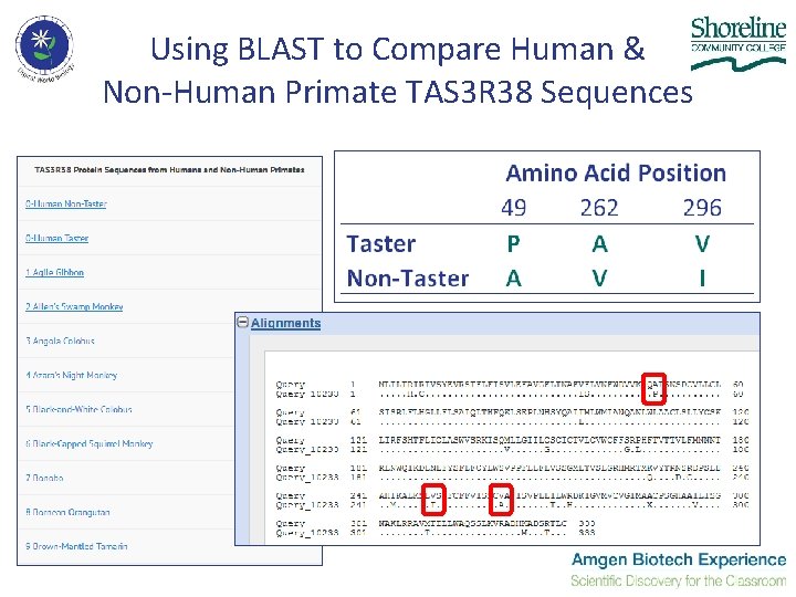 Using BLAST to Compare Human & Non-Human Primate TAS 3 R 38 Sequences 