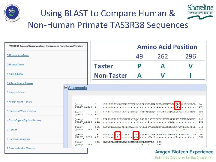 Using BLAST to Compare Human & Non-Human Primate TAS 3 R 38 Sequences Using BLAST to Compare Human & Non-Human Primate TAS 3 R 38 Sequences
