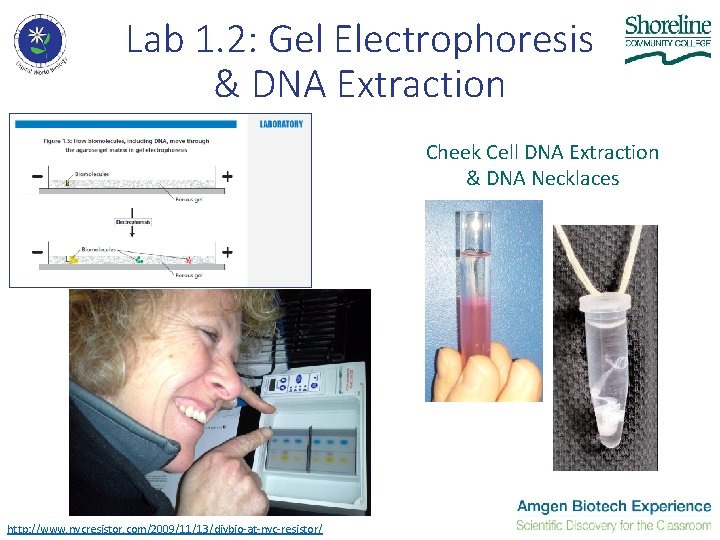 Lab 1. 2: Gel Electrophoresis & DNA Extraction Cheek Cell DNA Extraction & DNA Lab 1. 2: Gel Electrophoresis & DNA Extraction Cheek Cell DNA Extraction & DNA