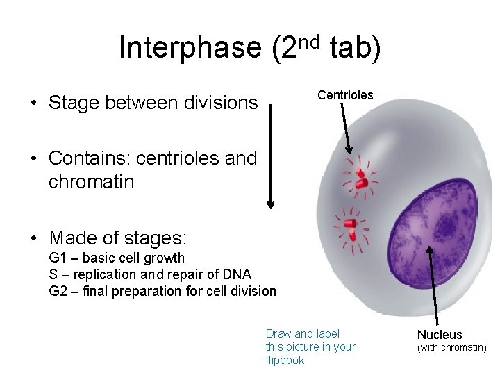 Interphase (2 nd tab) Centrioles • Stage between divisions • Contains: centrioles and chromatin