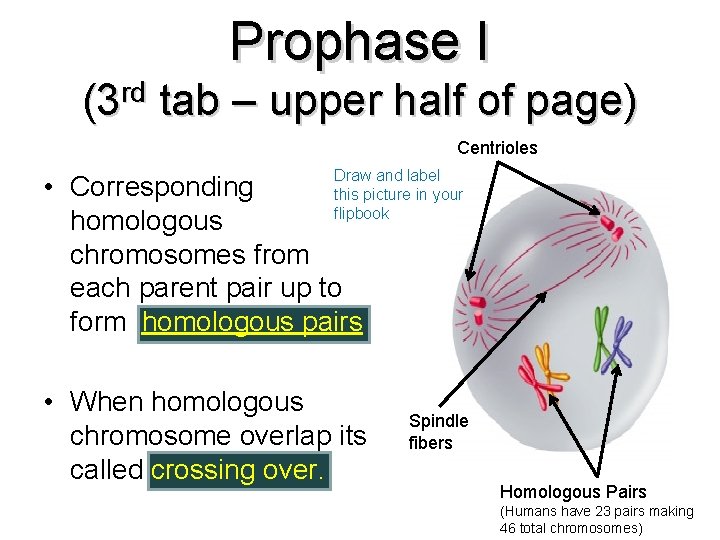 Prophase I (3 rd tab – upper half of page) Centrioles Draw and label