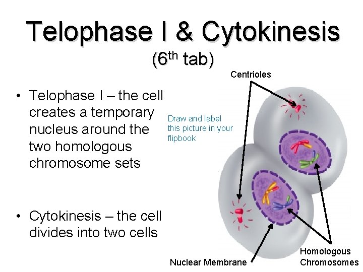 Telophase I & Cytokinesis (6 th tab) Centrioles • Telophase I – the cell