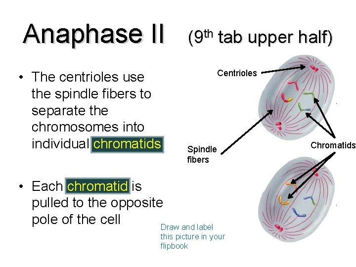 Anaphase II • The centrioles use the spindle fibers to separate the chromosomes into