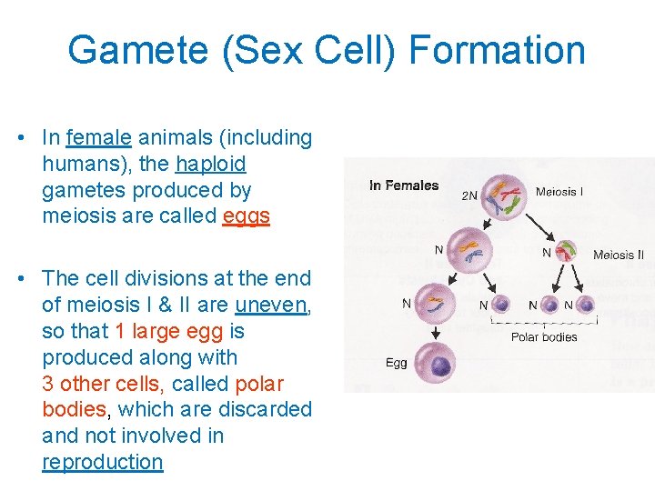 Gamete (Sex Cell) Formation • In female animals (including humans), the haploid gametes produced