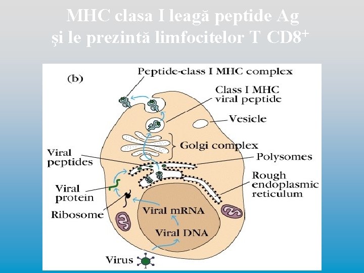 MHC clasa I leagă peptide Ag şi le prezintă limfocitelor T CD 8+ 