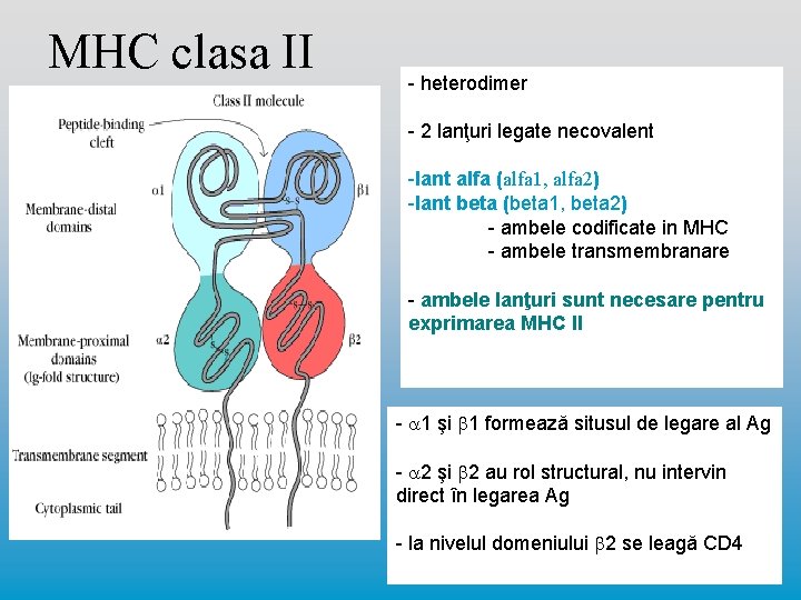 MHC clasa II - heterodimer - 2 lanţuri legate necovalent -lant alfa (alfa 1,