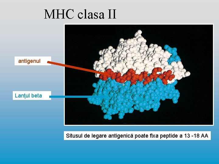 MHC clasa II antigenul Lanţul beta Situsul de legare antigenică poate fixa peptide a