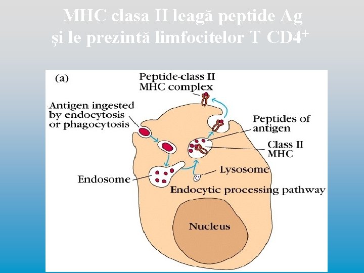 MHC clasa II leagă peptide Ag şi le prezintă limfocitelor T CD 4+ 