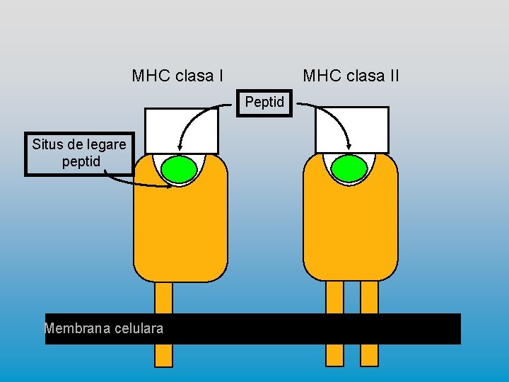 MHC clasa II Peptid Situs de legare peptid Membrana celulara 