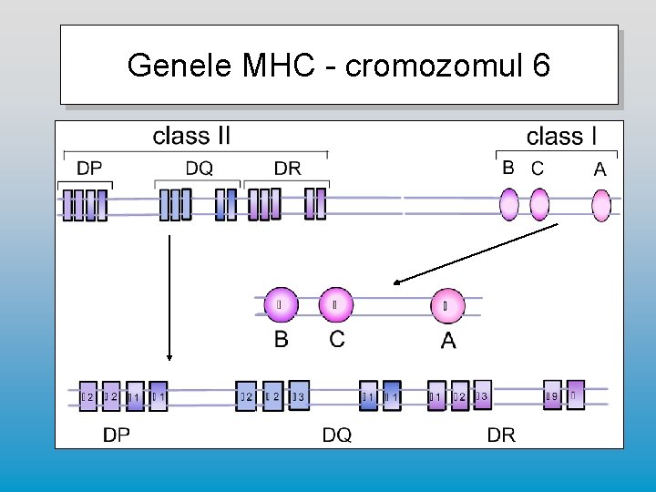Genele MHC - cromozomul 6 