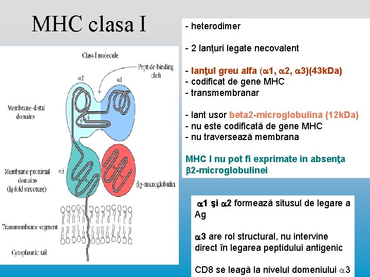 MHC clasa I - heterodimer - 2 lanţuri legate necovalent - lanţul greu alfa