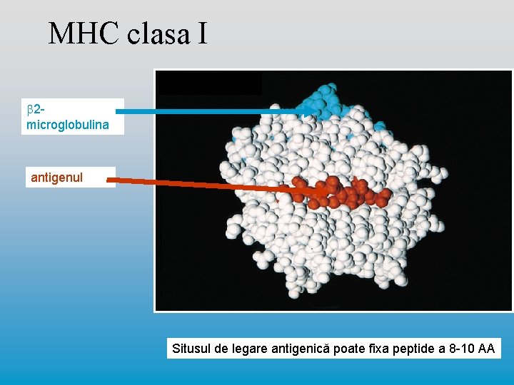 MHC clasa I b 2 microglobulina antigenul Situsul de legare antigenică poate fixa peptide
