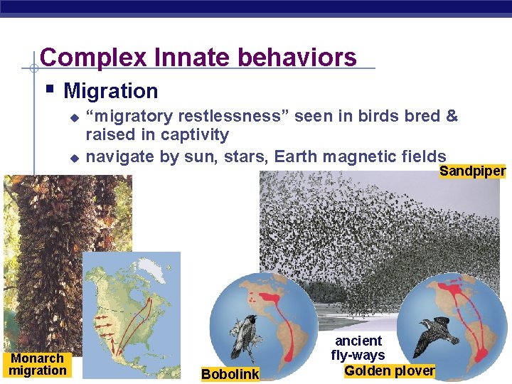 Complex Innate behaviors § Migration u u Monarch AP Biology migration “migratory restlessness” seen