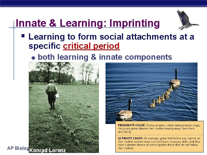 Innate & Learning: Imprinting § Learning to form social attachments at a specific critical