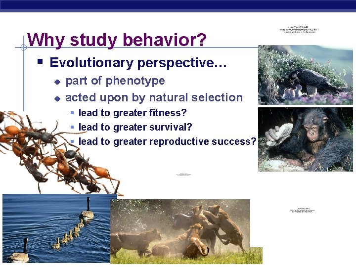 Why study behavior? § Evolutionary perspective… u u part of phenotype acted upon by