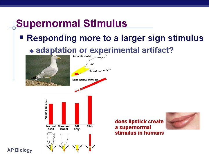 Supernormal Stimulus § Responding more to a larger sign stimulus u adaptation or experimental