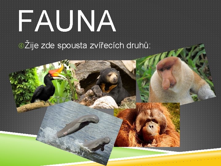 FAUNA Žije zde spousta zvířecích druhů: 