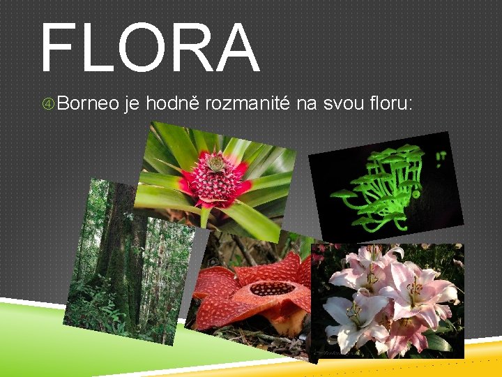 FLORA Borneo je hodně rozmanité na svou floru: 