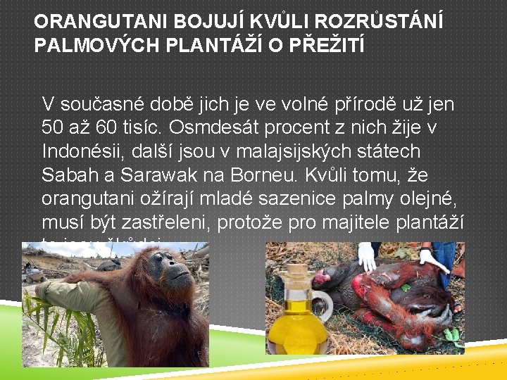 ORANGUTANI BOJUJÍ KVŮLI ROZRŮSTÁNÍ PALMOVÝCH PLANTÁŽÍ O PŘEŽITÍ V současné době jich je ve