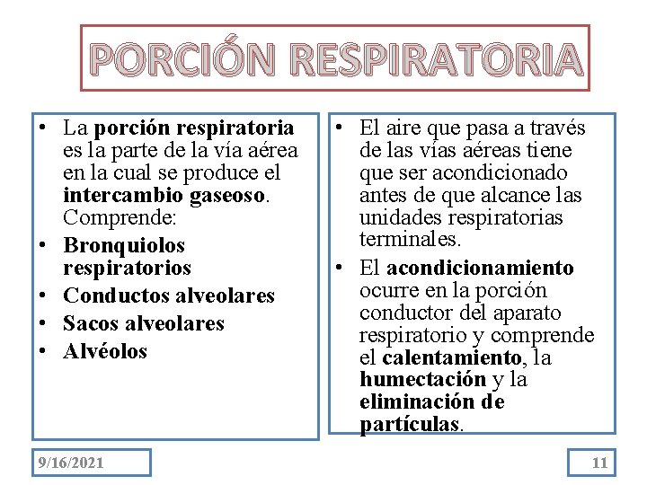 PORCIÓN RESPIRATORIA • La porción respiratoria es la parte de la vía aérea en