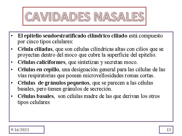 CAVIDADES NASALES • El epitelio seudoestratificado cilíndrico ciliado está compuesto por cinco tipos celulares: