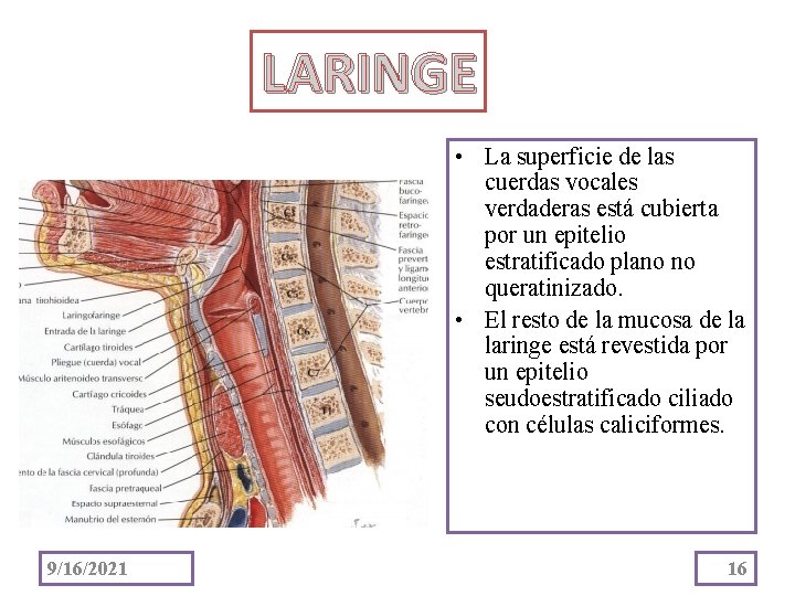 LARINGE • La superficie de las cuerdas vocales verdaderas está cubierta por un epitelio