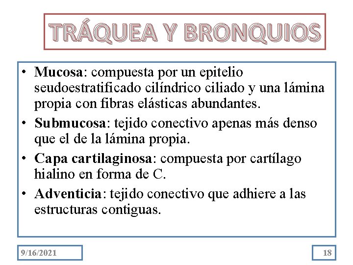 TRÁQUEA Y BRONQUIOS • Mucosa: compuesta por un epitelio seudoestratificado cilíndrico ciliado y una