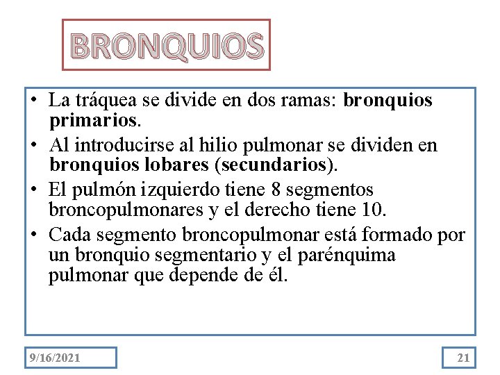 BRONQUIOS • La tráquea se divide en dos ramas: bronquios primarios. • Al introducirse