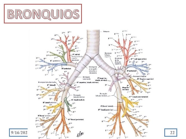 BRONQUIOS 9/16/2021 22 