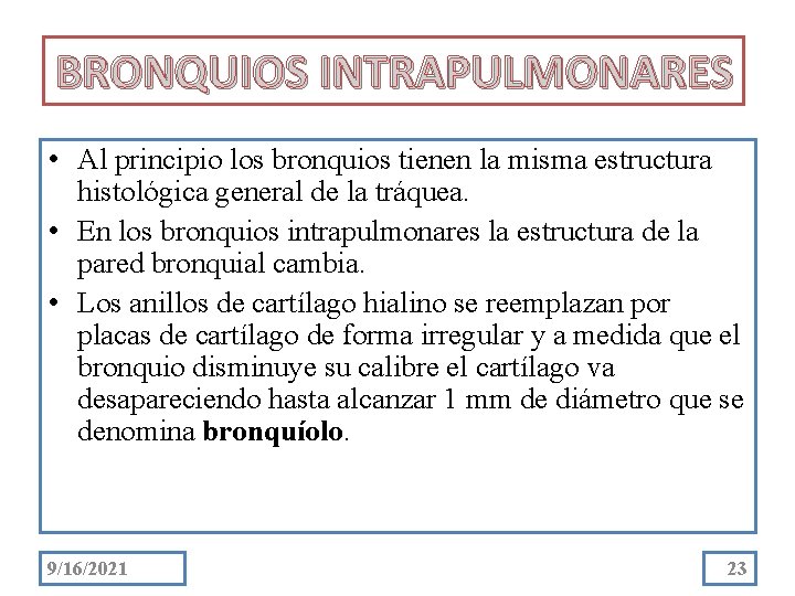 BRONQUIOS INTRAPULMONARES • Al principio los bronquios tienen la misma estructura histológica general de