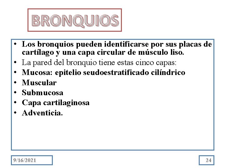 BRONQUIOS • Los bronquios pueden identificarse por sus placas de cartílago y una capa