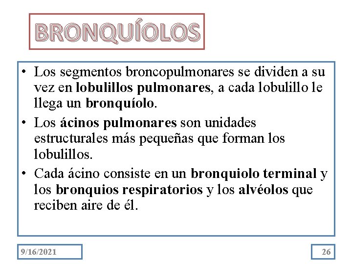 BRONQUÍOLOS • Los segmentos broncopulmonares se dividen a su vez en lobulillos pulmonares, a