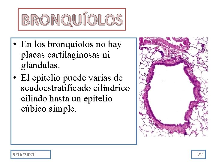 BRONQUÍOLOS • En los bronquíolos no hay placas cartilaginosas ni glándulas. • El epitelio