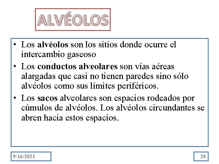 ALVÉOLOS • Los alvéolos son los sitios donde ocurre el intercambio gaseoso • Los