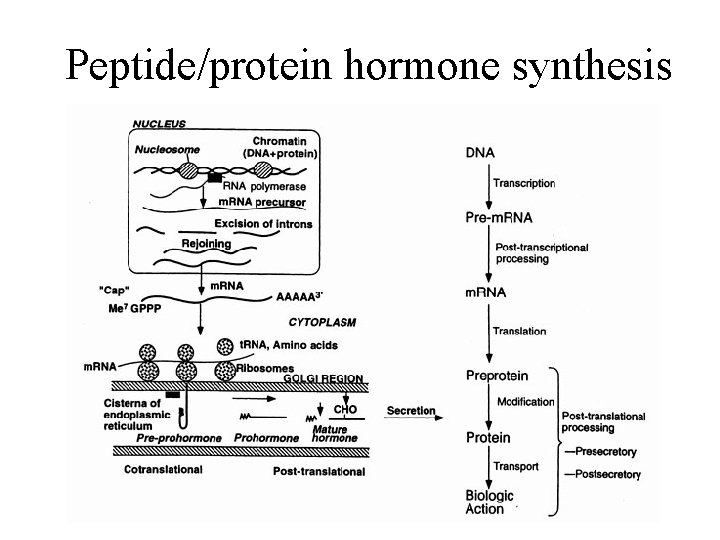 Peptide/protein hormone synthesis 